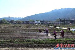 湖村镇：播撒土壤调度剂 帮力农业绿色成长