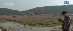 农业出产向“智”向“新” “太空紫云英”化为