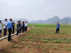 南宁市农技干部全力抗旱保出产