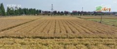 “聪慧种地”提质增效帮力夏粮丰登丰收 科技赋